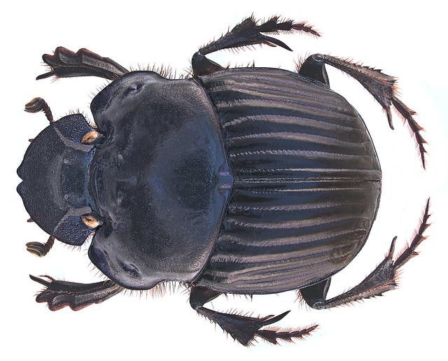 Phanaeus (Notiophanaeus) endymion endymion Harold, 1863 Female