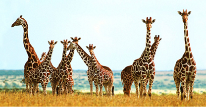 un gruppo di giraffe