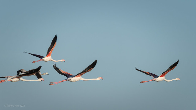 Flamingos über der Camargue