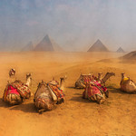 Camels in Africa