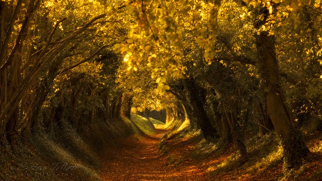 Tunnel of Gold II
