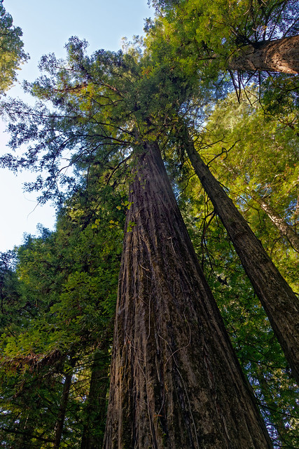 Taking a Time Out for Behavior in Humboldt Redwoods State Park