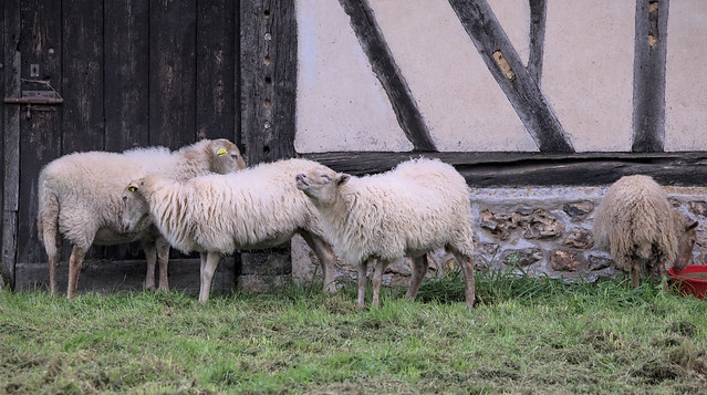 Sheep doing sheep things