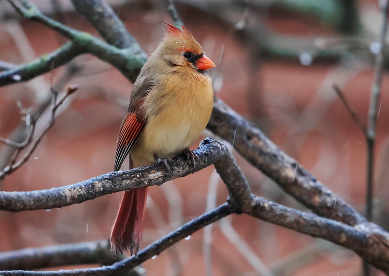 northern cardinal female at Lake Meyer Park IA 116A7785