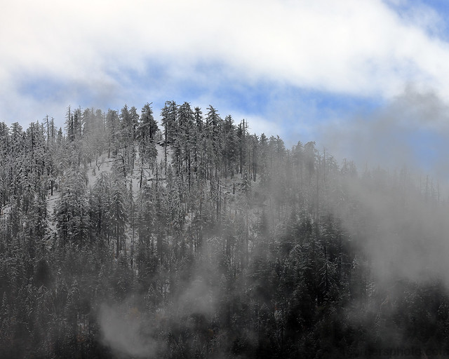 Fog and Forest, Mariposa County, CA