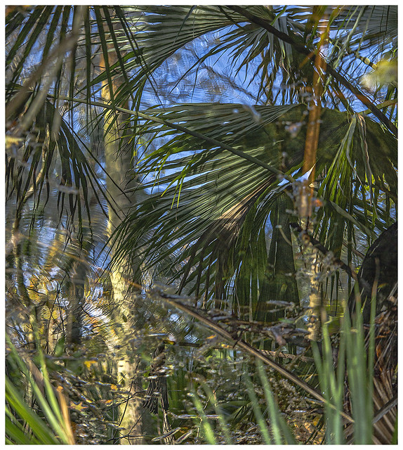 Flood Plain Swamp #10 2022; Palms & Water Abstraction