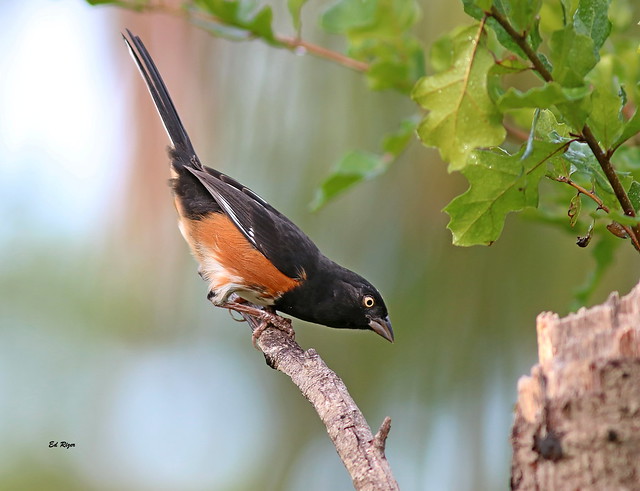 This EASTERN TOWHEE assesses the situation. The Beauty Of God's Creation in Polk County Florida USA 11/15/22