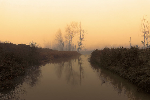 Foggy wetland in Kruibeke - Belgium