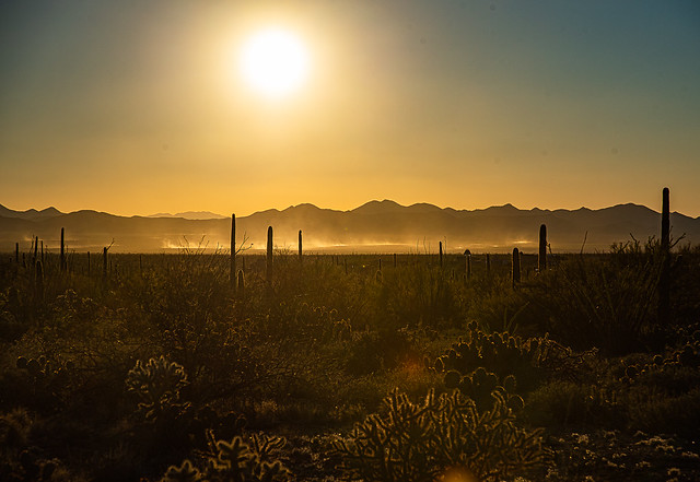 Sonoran Desert Landscape-1