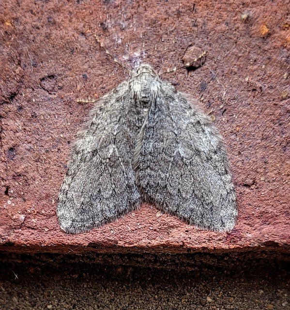 November moth agg