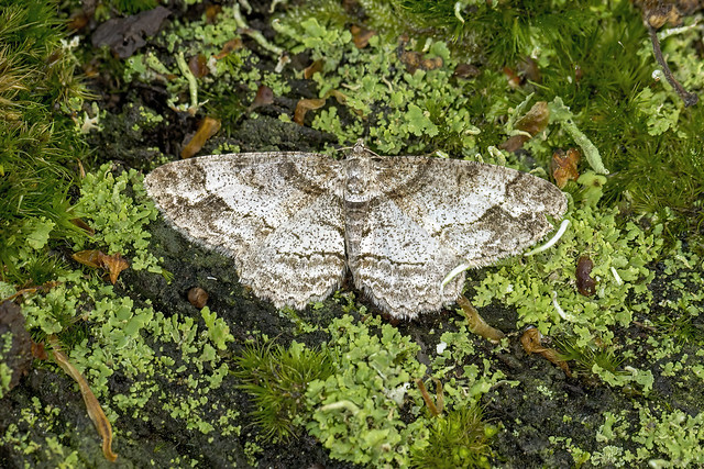 70.272 Square Spot (Paradarisa consonaria), Wyre Forest, Worcestershire
