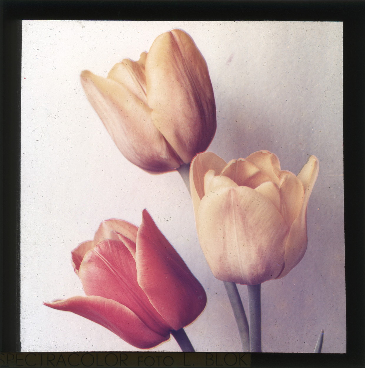 Leendert Blok :: Tulips. Examples of early color photography using the Spectracolor process, circa 1930. | src Het Parool and Galleryviewer