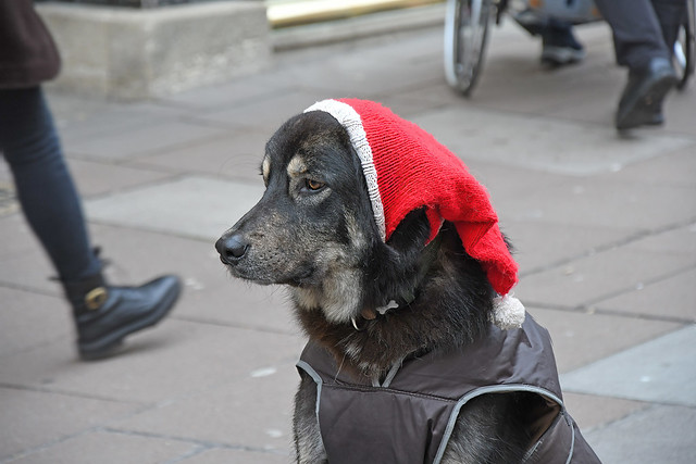 What's it like to be a Homeless Man's Dog? Ho Ho Ho?