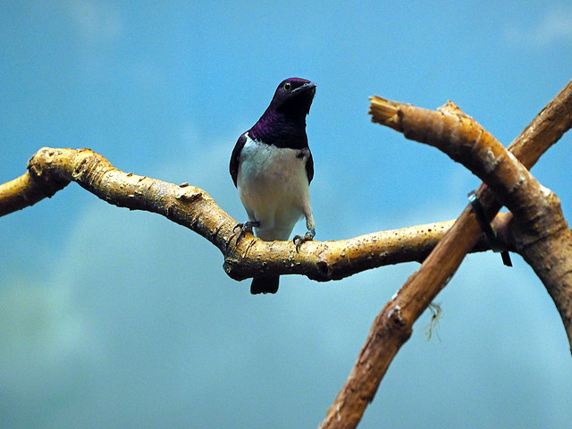 Cincinnati Zoo 08-31-2015 - Aviary Birds 32 - Violet-backed Starling