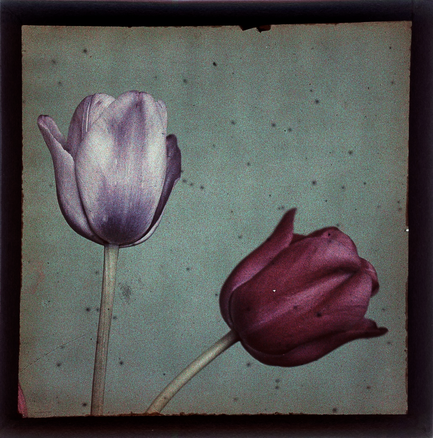 Leendert Blok :: Tulips, Copland's Purple. Lisse, Nederland, omstreeks 1927. Autochrome. | src Nationaal Archief