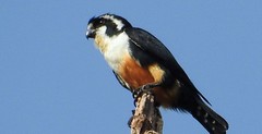 The Black-Thighed Falconet
