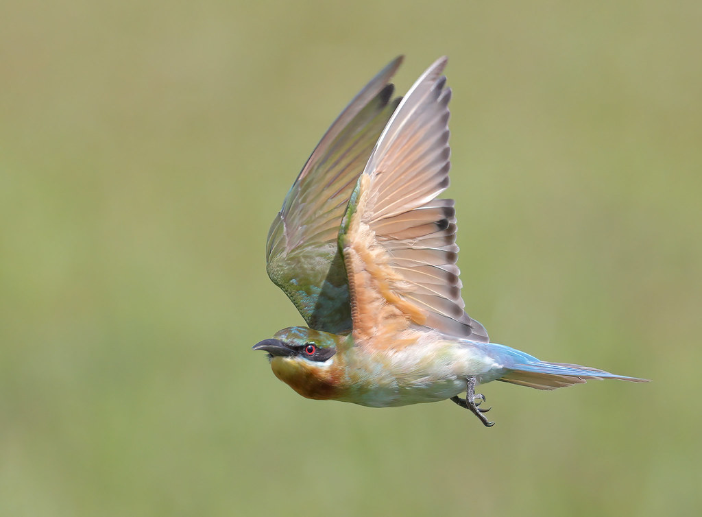 Blue-tailed Bee-eater (Merops philippinus) 栗喉蜂虎