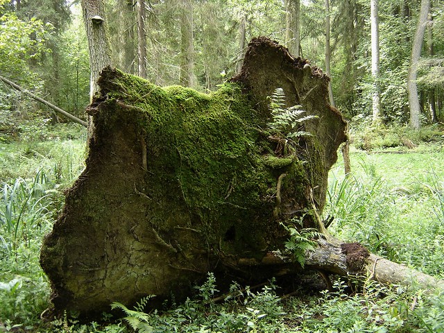 Bialowieza Forest.