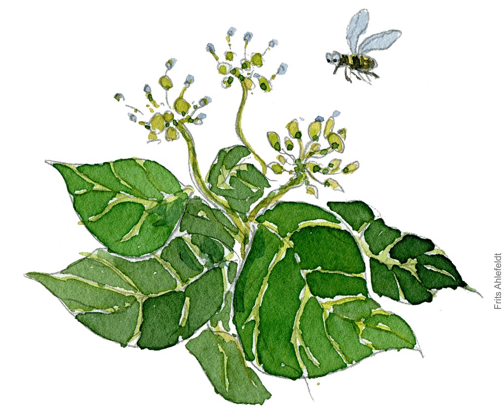 dc00129-ivy-flowers-hedera-helix-vedbend-flowers-concept-pencil-frits-ahlefeldt