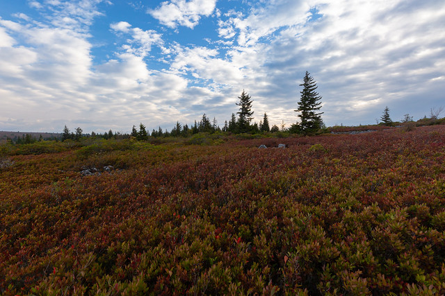 Autumn Beauty in the Dolly Sods
