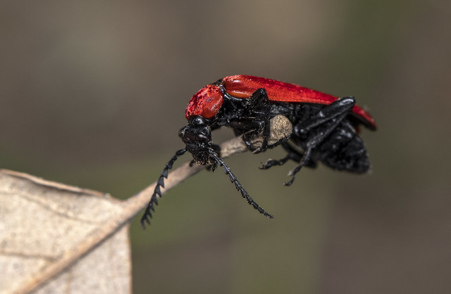 Pyrochroa coccinea (black-headed cardinal beetle)