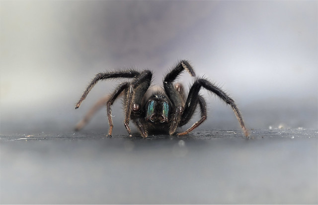 Tube-web Spider (Segestria florentina)
