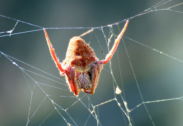 Australian garden orb weaver spider, Eriophora transmarina
