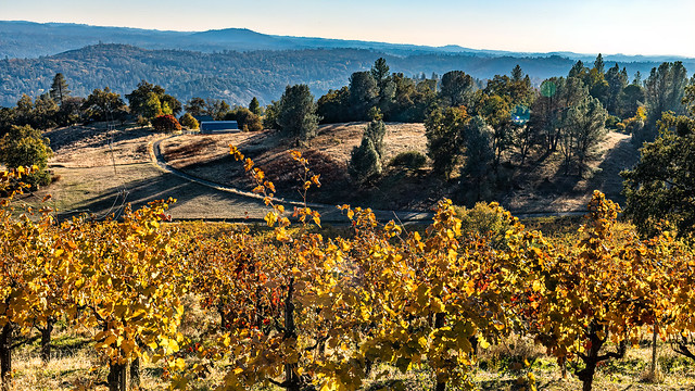 Autumn at Holly's Hill Winery