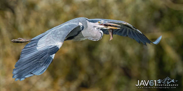 Grey heron (Ardea cinerea)-0774