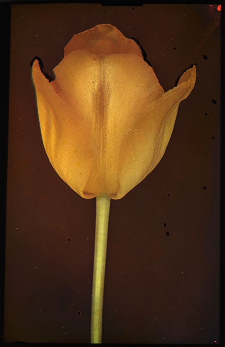 Leendert Blok :: Tulip 'Golden Age'. Lisse, The Netherlands, May 1931. Spectracolor. | src Collectie Spaarnestad