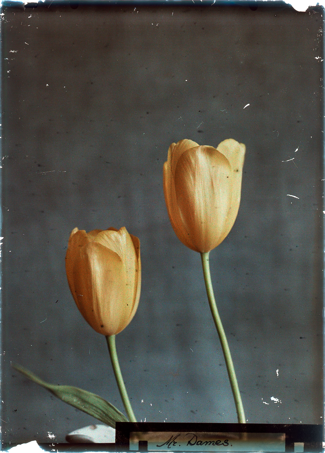 Leendert Blok :: Tulips, Mr. Dames, Lisse, The Netherlands, ca. 1927. Autochrome. Early colour photography. | src Nationaal Archief ~ Collectie Spaarnestad