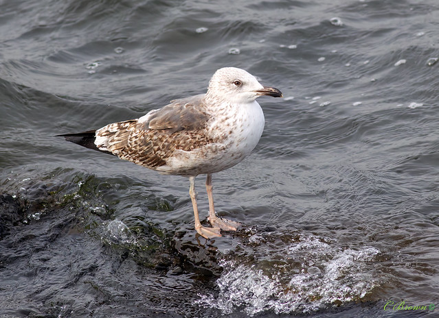 Juvenile Herring Gull ( Larus argentatus ) - The beautiful briney sea !!