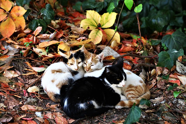 Autumn cats posed for me among the leaves.