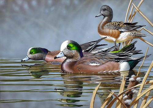 Painted image of three American wigeons in marshy area