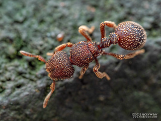 Sesame seed ant (Calyptomyrmex sp.) - PB141769