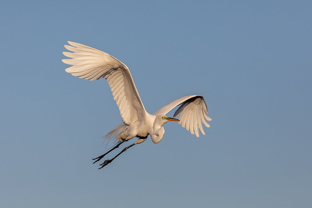 Great Egret in Flight (1)