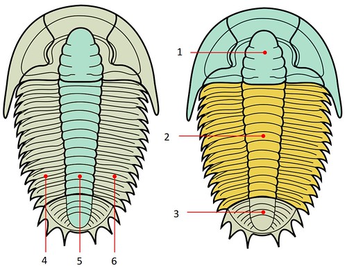 Trilobite. Morfologia. 1- céfalo 2- tórax 3- pigídio 4- lobo esquerdo 5- lobo axial 6- lobo direito