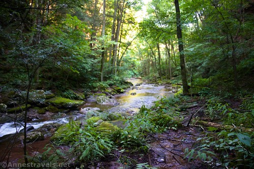 Looking downstream from Big Falls, Grassy Hollow Road, Pennsylvania State Game Lands 13