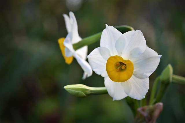 Bunch-flowered daffodil