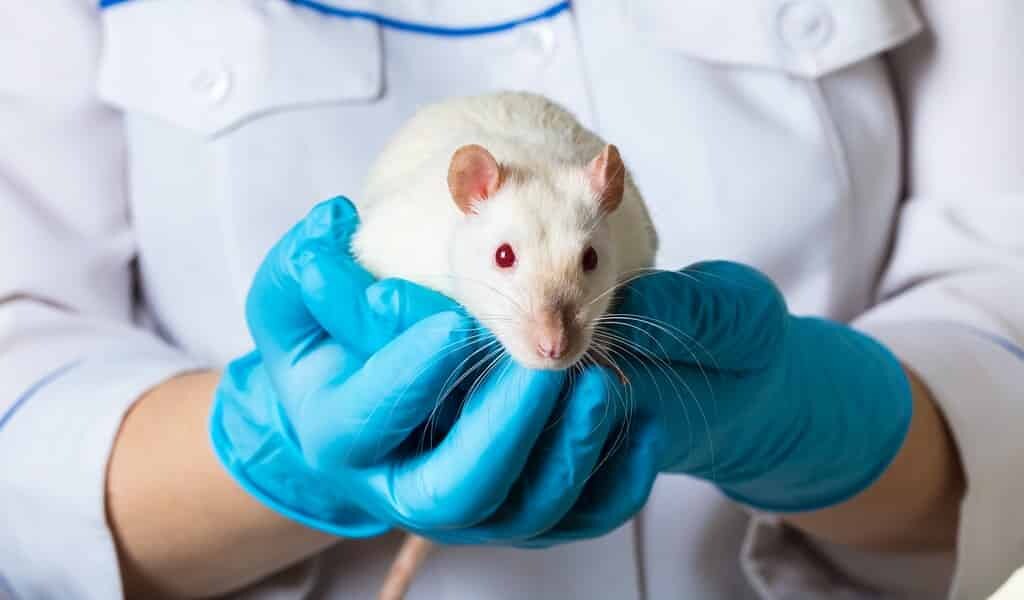 un-vaccin-à-ARN-protège-les-souris-contre-la-peste