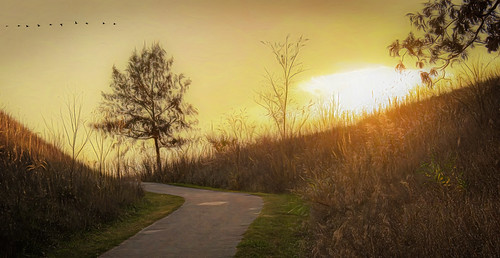 illinois mchenrycounty morainehillsstatepark nikkor18300mm autumn branches geese grasses painterly path photomanipulation sunset trail trees