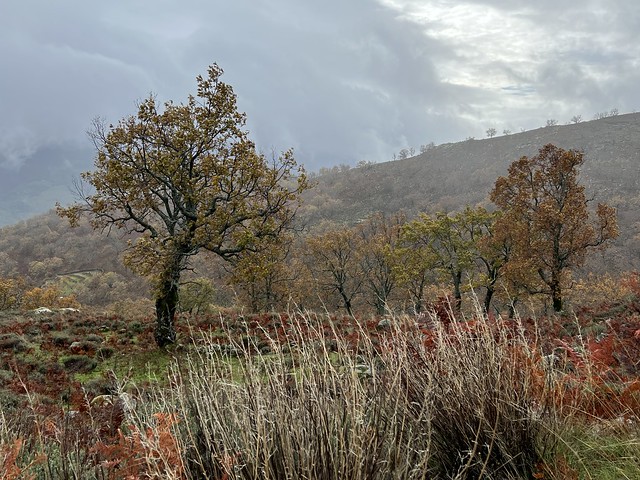 Paisaje en el entorno del Puerto de Honduras (Cáceres)