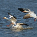 Snow geese landing (archives)