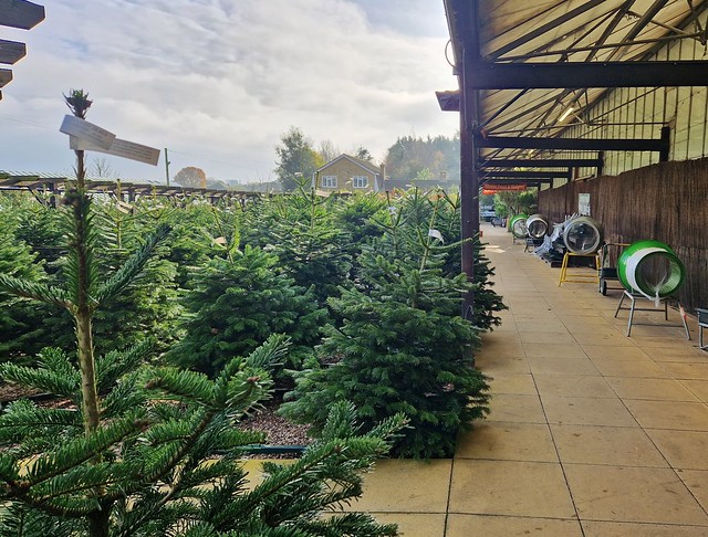 Christmas Trees, Wolden's Garden Centre, Crew's Hill