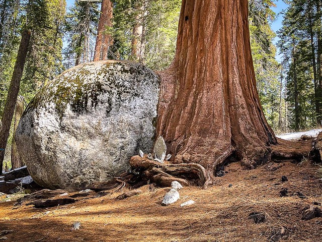 I’ve never seen a tree try and swallow a big ass bolder before. @sequoiakingsnps #sequoianationalpark #sequoia #tree #everythingishugehere