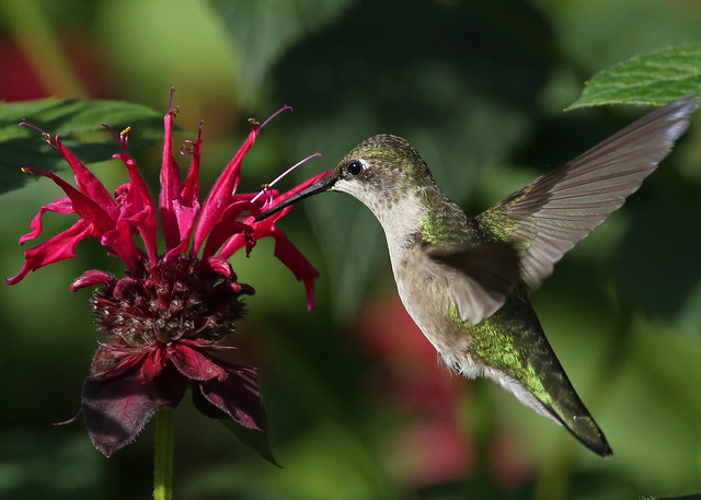 Ruby Throated Hummingbird...#3