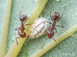 Ant (Dolichoderus thoracicus) - PB141574