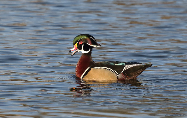 Cool Dude Wood Duck - 094A3330a1c1