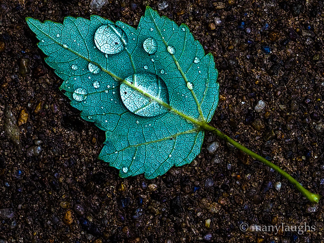 Raindrops on a leaf.