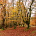 			eitb.eus posted a photo:	Colores de otoño